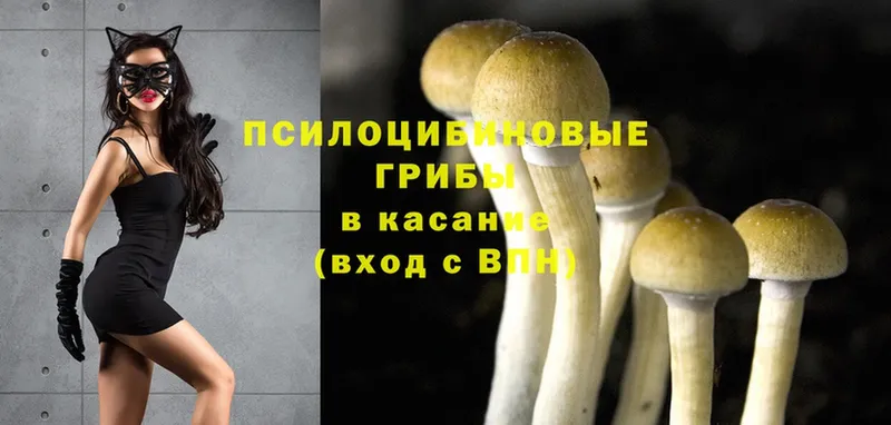 Псилоцибиновые грибы Psilocybine cubensis  где найти   Всеволожск 